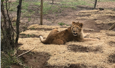 Turkish Airlines rescata leones de circo y los traslada hasta su hábitat  natural | Noticias de La Chispa | Revista de turismo 